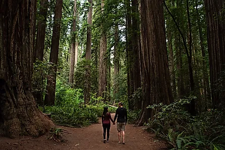 Couple walking through redwood forest at Redwoods National and State Parks, California.