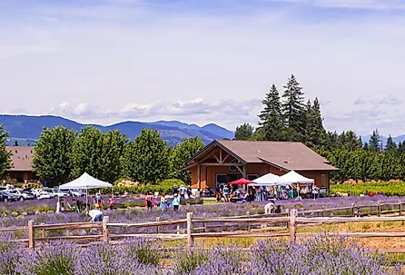 Lavender farms in Hood River, Oregon. Image credit: Victoria Ditkovsky / Shutterstock.com.