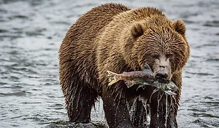 Kodiak Brown bear on Kodiak Island, Alaska, in the summer.