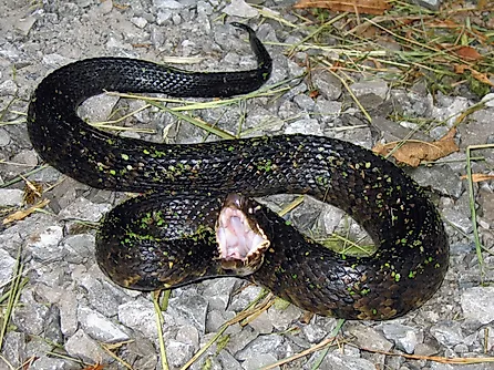 Western Cottonmouth