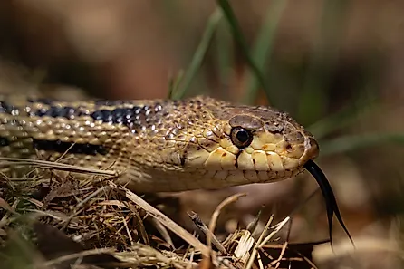 Gopher Snake looking for Heat