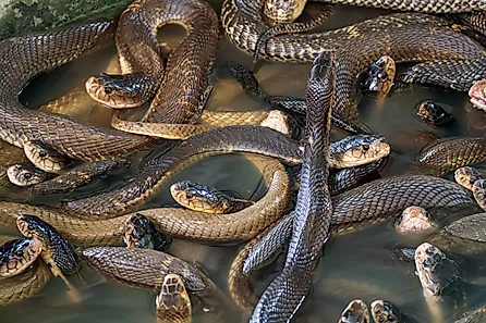 A lot of snakes piled on one another in water.