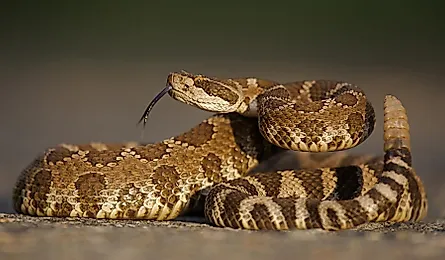 A Western rattlesnake