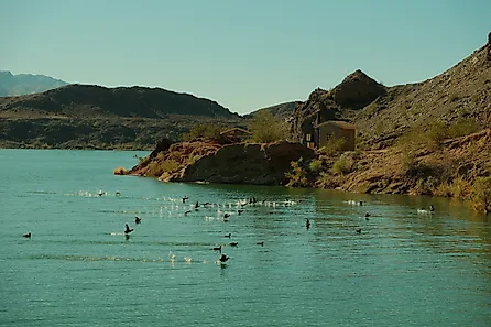 Coot birds flying over water in Lake Havasu, Arizona.