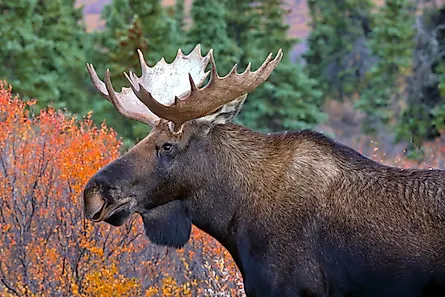 Alaska moose (Alces alces gigas), Denali National Park, Alaska.