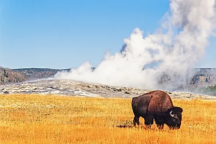 Bison grazing in front of Old Faithful geyser at Yellowstone National Park. (Credit: Lasse Johansson / Shutterstock)