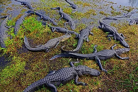 Alligators in Everglades National Park.