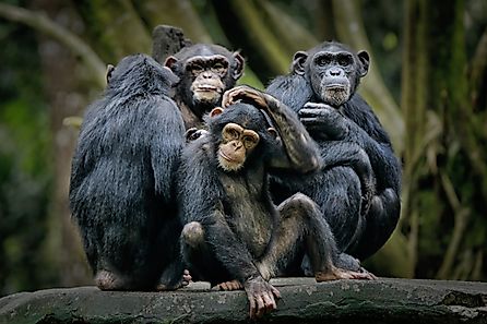 A group of chimpanzees sitting on a log of wood.