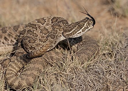 Prairie Rattlesnake, Crotalus viridis, pinyon-juniper terrain, New Mexic