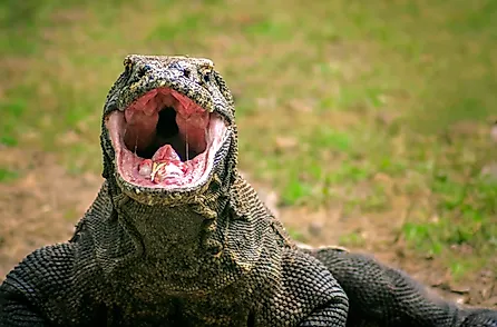 Endangered giant Komodo dragon looking for food, Komodo Island, Indonesia