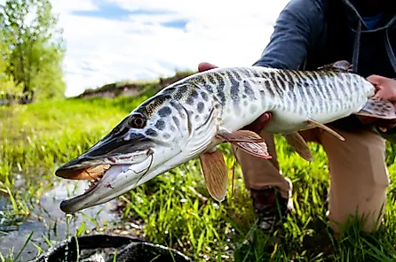 Tiger muskie caught and released