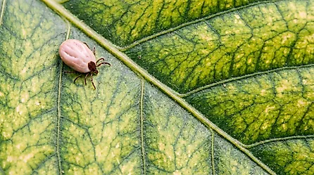 A close-up shows an engorged tick on a green leaf. 
