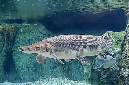 An alligator gar (Atractosteus spatula)