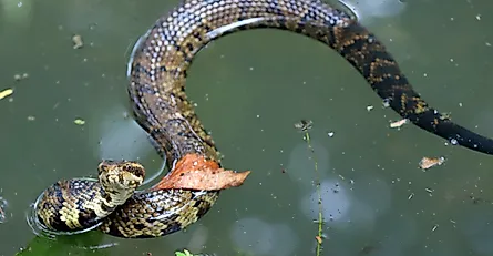 A Cottonmouth snake, also known as a Water Moccasin, coiled and preparing to strike.