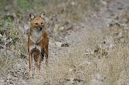 Dhole
