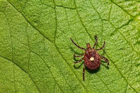 Lone Star Tick - Amblyomma americanum