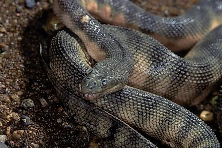 A close-up of a beaked sea snake shows the hooked snout and textured scales that give the species its distinctive profile.