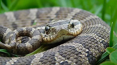Eastern Hog Nose Snake.