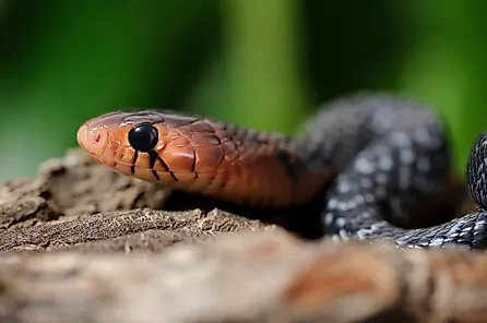 Eastern indigo snake (Drymarchon couperi). 