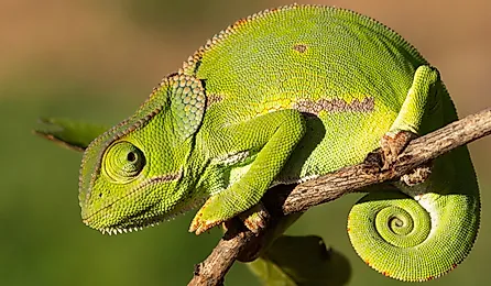 The Flap Necked Chameleon.