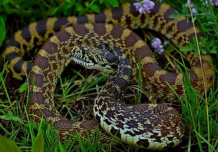 Bullsnakes live at the water's edge in several North Dakota locations. By Peter Paplanus  - Bullsnake (Pituophis catenifer sayi), CC BY 2.0, Wikimedia Commons