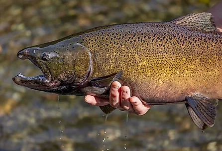 Chinook salmon being returned to the water after being captured and assessed at a fish hatchery.