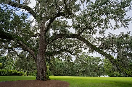 Live Oak (quercus virginiana) located in Virginia through Florida. Credit: Moshe Einhorn/ Shutterstock.com