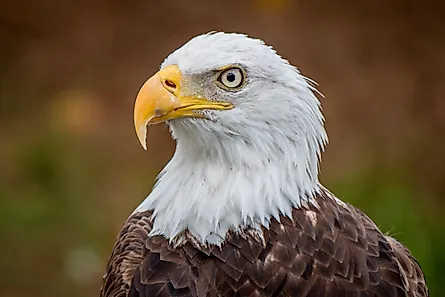 A bald eagle in the Florida Everglades.