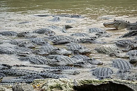 American alligators in a South Florida swamp, Everglades National Park. United States