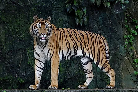 Close up of an Indochinese tiger. 
