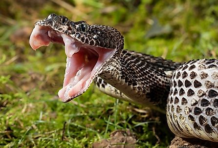 Close up of a Timber Rattlesnake, Crotalus horridus, United States.