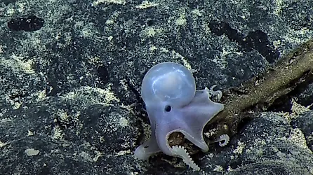 Casper was spotted on the Ala 'Aumoana Kai Uli in Papahanaumokuakea Marine National Monument Expedition at a record 14,000 feet below sea level. Image copyright Ocean Exploration Trust, NOAA
