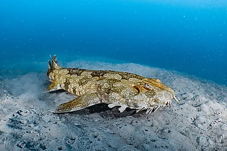 A spotted wobbegong (Orectolobus maculatus)