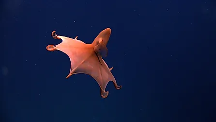 A rare dumbo octopus. Credit: NOAA Photo Library, CC BY 2.0 <https://creativecommons.org/licenses/by/2.0>, via Wikimedia Commons