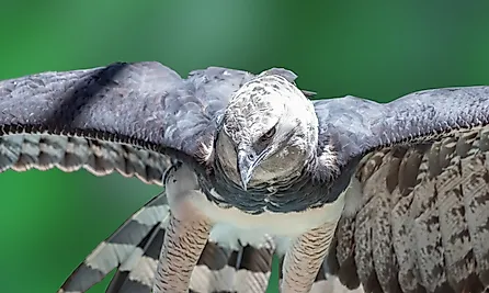 A harpy eagle (Harpia harpyja)