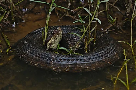 A venomous cottonmouth snake in a wetland habitat.