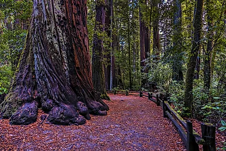 Redwood forest, Big Basin State Park