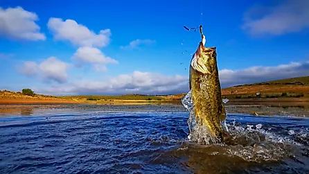 Big Bass, Fishing on lake with blue sky at dawn. 