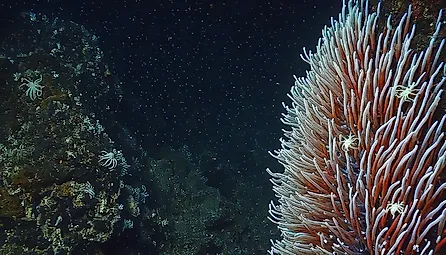 Giant Tube Worms Riftia pachyptila thriving at a deep-sea hydrothermal vent in the Mariana Trench. 