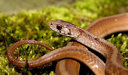 a dekay's brown snake on green moss, they are non venomous, scientific name Storeria dekayi
