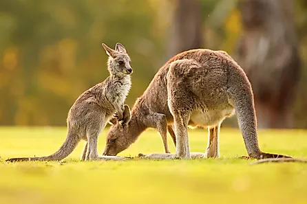 Eastern grey kangaroos.