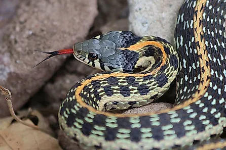 Black-necked Gartersnake Thamnophis cyrtopsis.