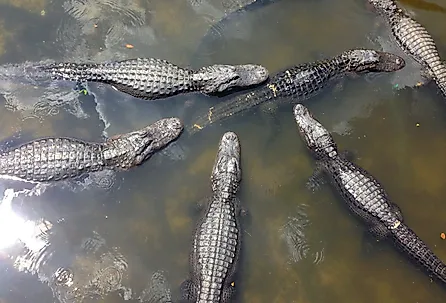 An American Alligator in Mobile Bay.
