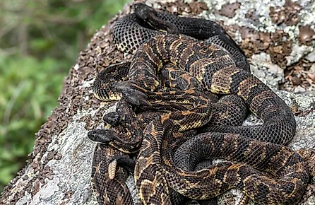 Timber rattlesnake birthing rookery from New York