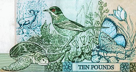 Green sea turtle and Cyprus warbler birds featured on Cyprus 10 pounds 1997 Banknotes