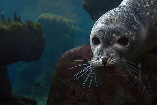 Seal Species Chart