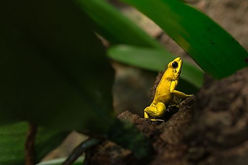 #2 Poison Dart Frog   
