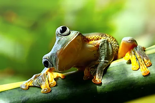 Quiz: How Much Do You Know About the Animal Kingdom? Quiz: How Much Do You Know About the Animal Kingdom?
