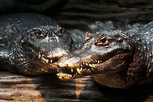 #5 Black Caiman   