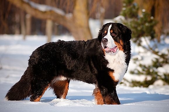 The World S Largest Dog Breeds Worldatlas Com
